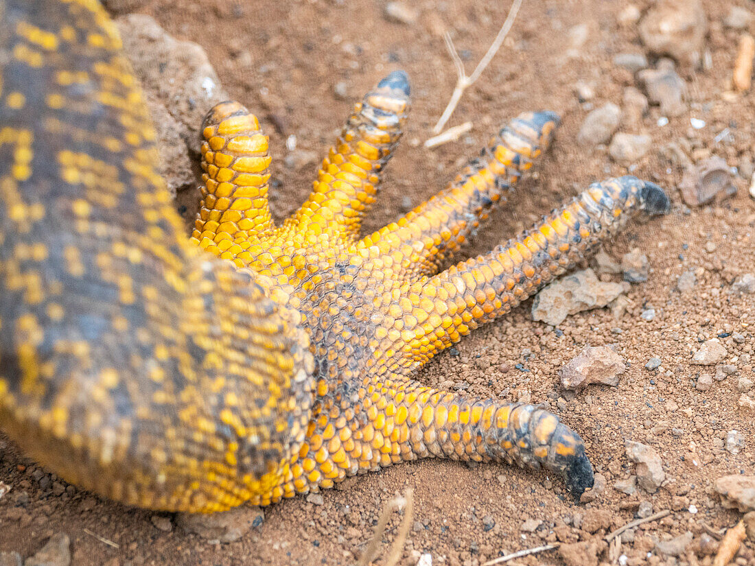 Nahaufnahme des Fußes eines erwachsenen Galapagos-Landleguans (Conolophus subcristatus), Detail des Fußes, auf der Nord-Seymour-Insel, Galapagos-Inseln, UNESCO-Weltnaturerbe, Ecuador, Südamerika