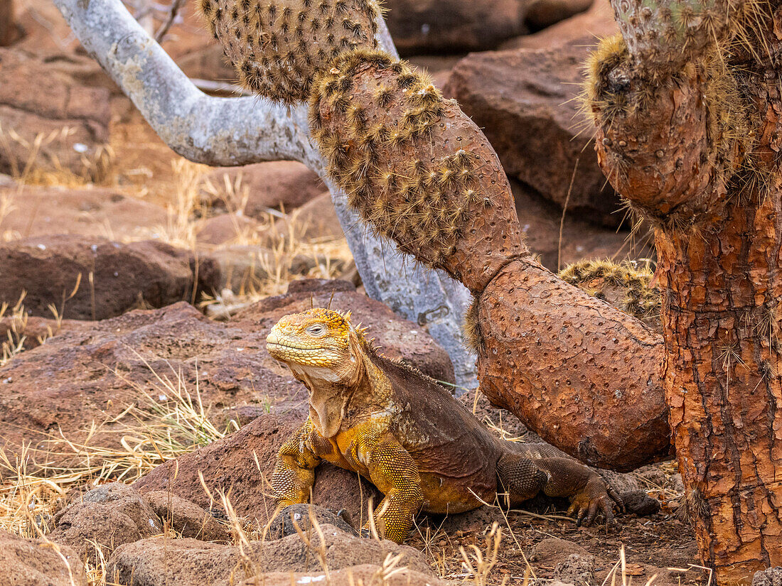 An adult Galapagos land iguana (Conolophus subcristatus), basking on North Seymour Island, Galapagos Islands, UNESCO World Heritage Site, Ecuador, South America