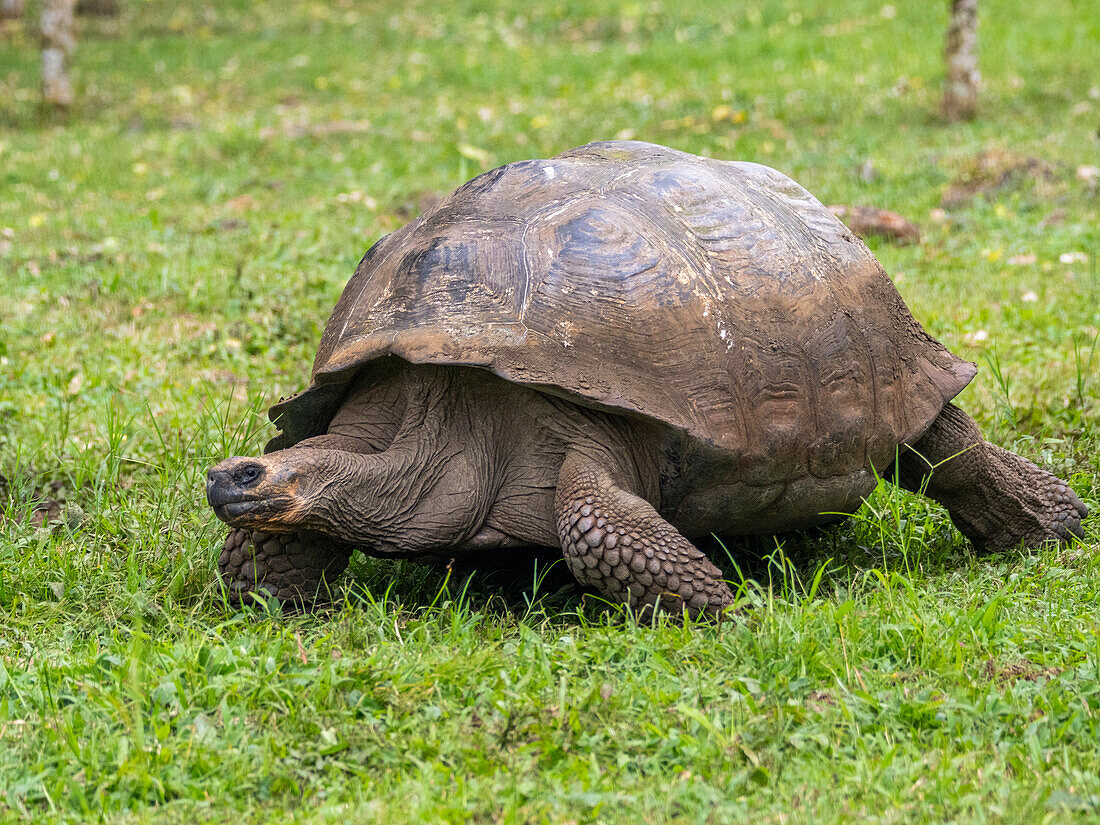 Wild Galapagos giant tortoise (Chelonoidis spp), found in Rancho Manzanillo, Santa Cruz Island, Galapagos Islands, UNESCO World Heritage Site, Ecuador, South America