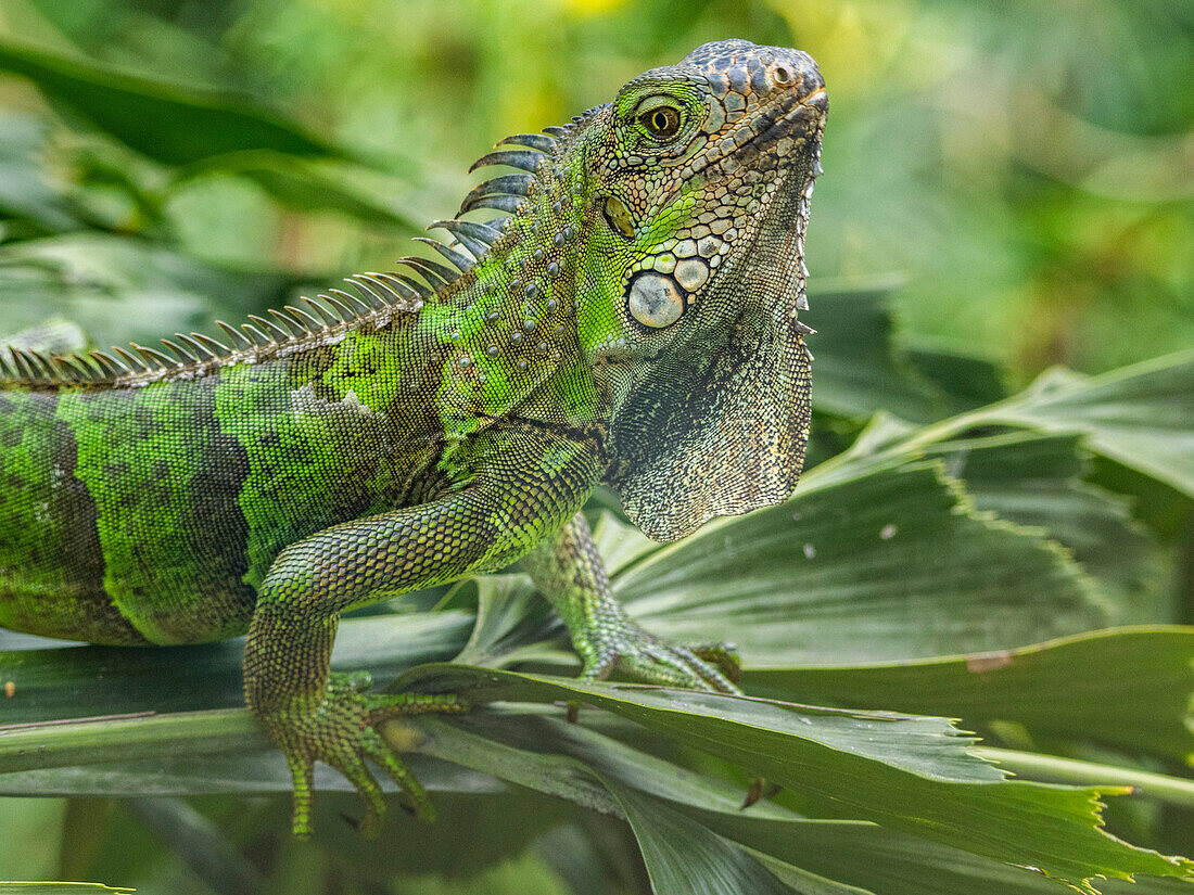 Ein erwachsener männlicher Grüner Leguan (Iguana iguana) wippt mit dem Kopf in der Sonne auf dem Flughafen in Guayaquil, Ecuador, Südamerika