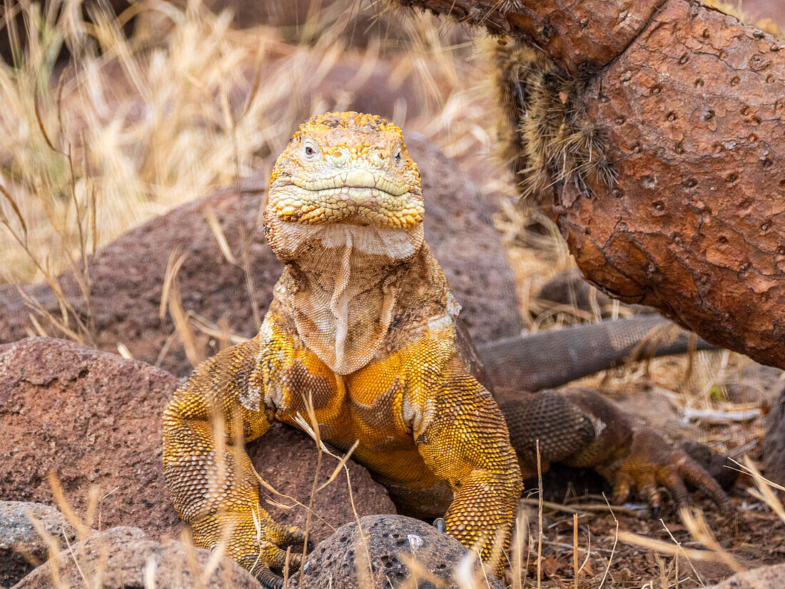 An adult Galapagos land iguana (Conolophus subcristatus), basking on North Seymour Island, Galapagos Islands, UNESCO World Heritage Site, Ecuador, South America