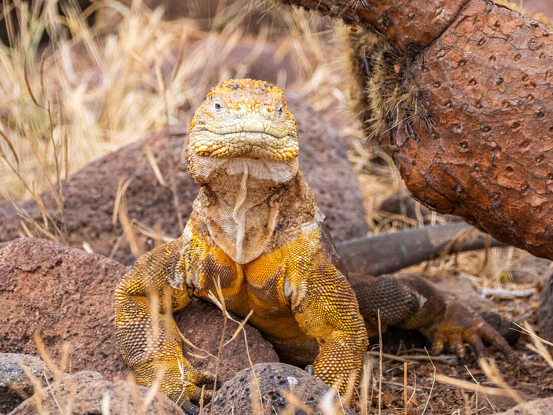 Ein erwachsener Galapagos-Landleguan (Conolophus subcristatus), sonnt sich auf der Nord-Seymour-Insel, Galapagos-Inseln, UNESCO-Welterbe, Ecuador, Südamerika