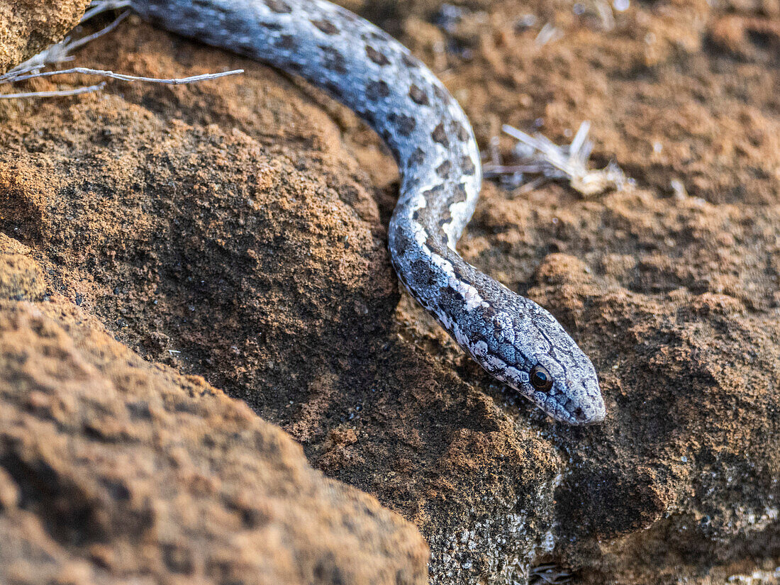 Ein erwachsener Galapagos-Rochen (Pseudalsophis biserialis), gefunden in Punta Pitt, San Cristobal Insel, Galapagos Inseln, UNESCO Weltkulturerbe, Ecuador, Südamerika