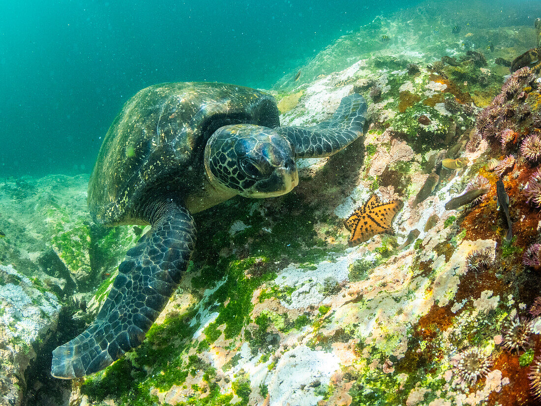 Ausgewachsene Grüne Meeresschildkröte (Chelonia mydas), beim Fressen in der Nähe der Buccaneer Cove, Insel Santiago, Galapagos-Inseln, UNESCO-Welterbe, Ecuador, Südamerika