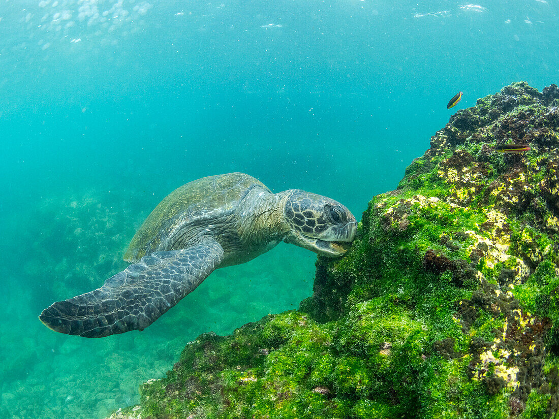 Ausgewachsene Grüne Meeresschildkröte (Chelonia mydas), die sich in der Nähe der Insel Fernandina von Algen ernährt, Galapagos-Inseln, UNESCO-Welterbe, Ecuador, Südamerika