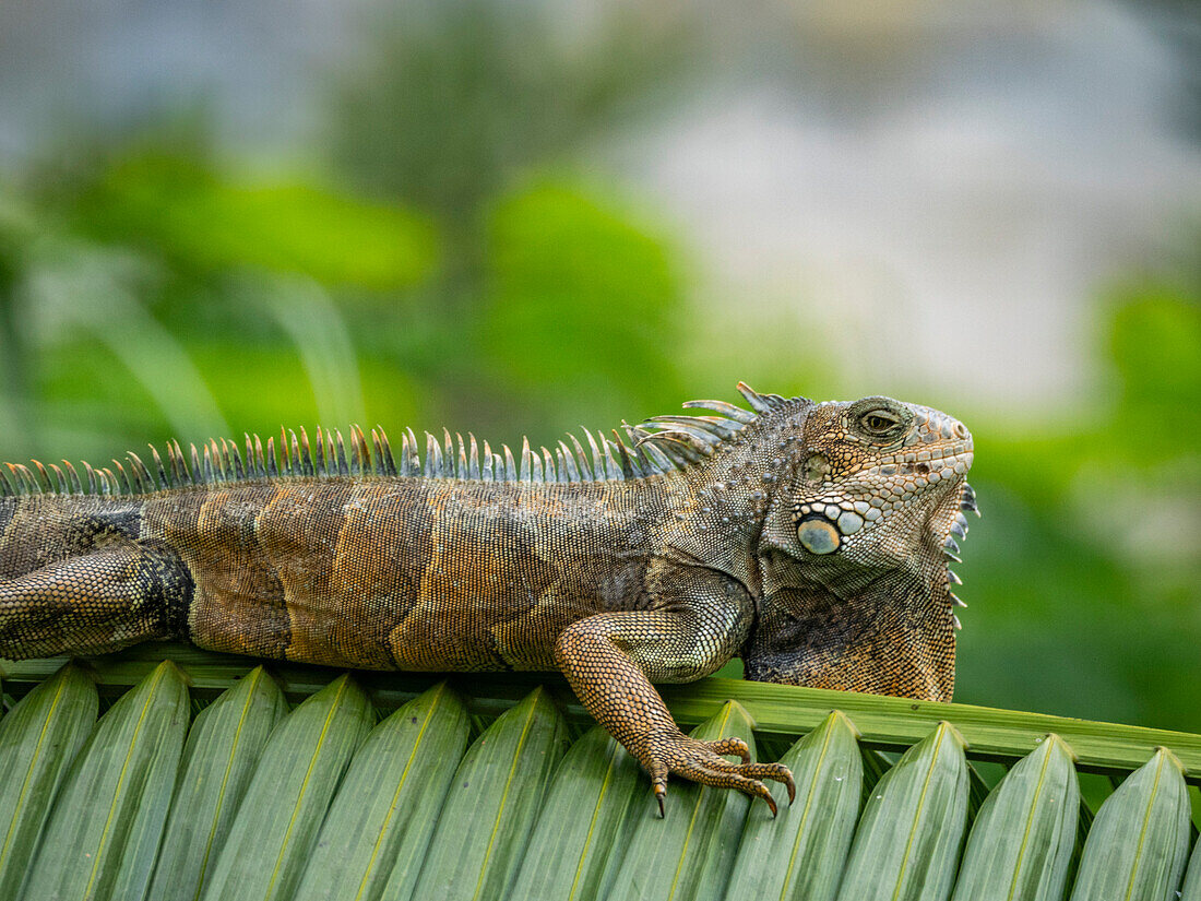 An adult male green Iguana (Iguana iguana), basking in the sun at the airport in Guayaquil, Ecuador, South America