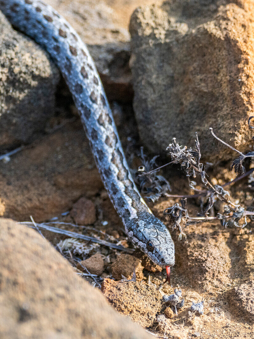 An adult Galapagos racer (Pseudalsophis biserialis), at Punta Pitt, San Cristobal Island, Galapagos Islands, UNESCO World Heritage Site, Ecuador, South America