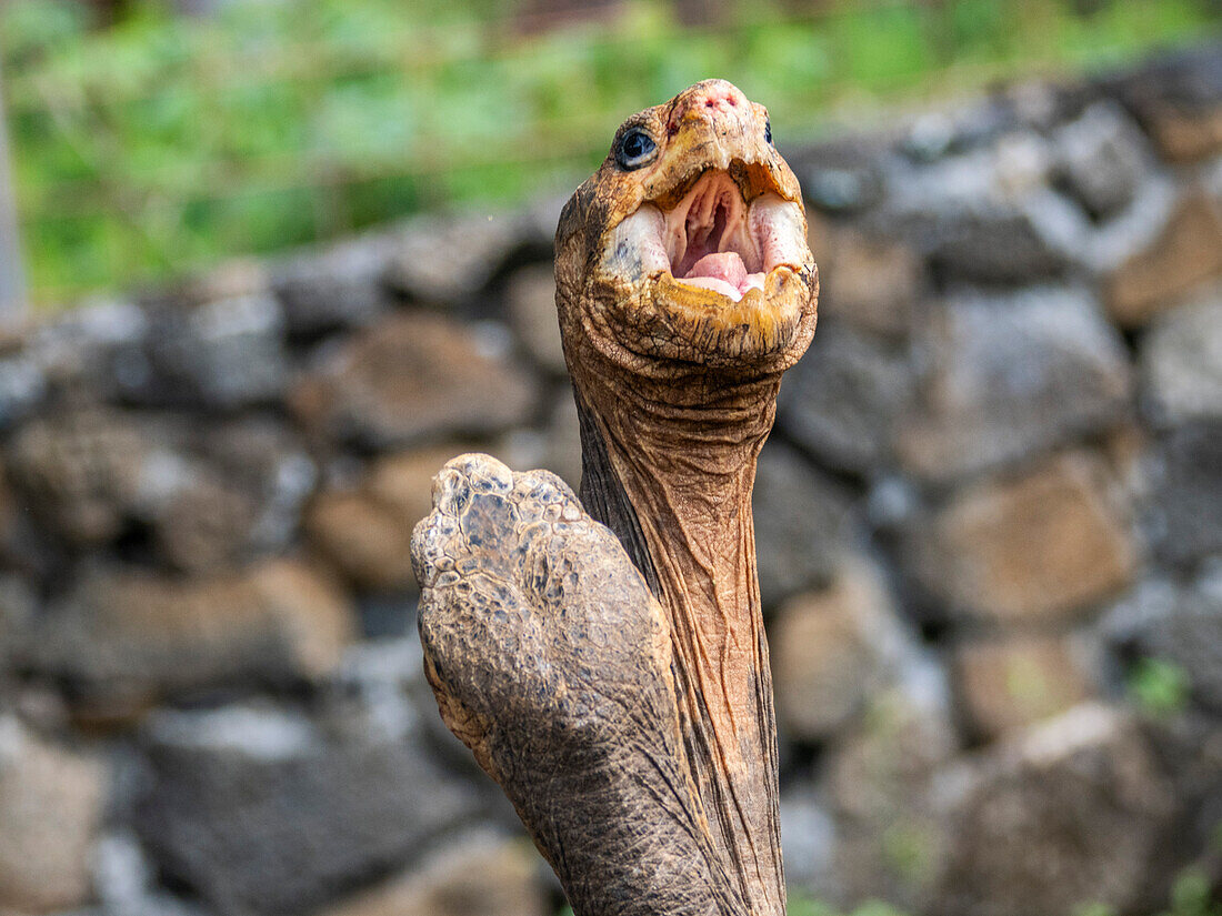 Galapagos-Riesenschildkröten (Chelonoidis spp) in Gefangenschaft, Charles-Darwin-Forschungsstation, Insel Santa Cruz, Galapagos-Inseln, UNESCO-Weltnaturerbe, Ecuador, Südamerika