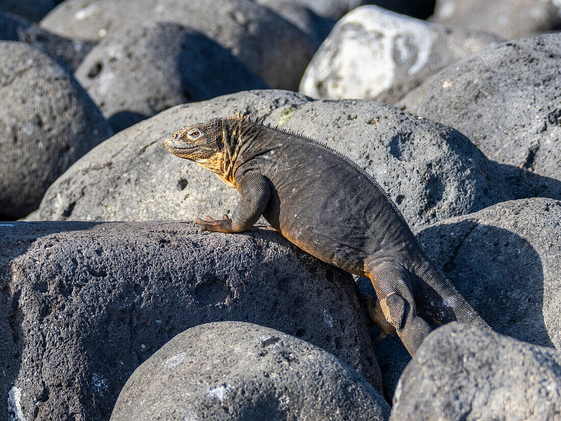 An adult Galapagos land iguana (Conolophus subcristatus), basking on North Seymour Island, Galapagos Islands, UNESCO World Heritage Site, Ecuador, South America