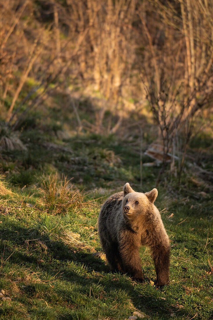 Braunbär vom Bunea-Wildnisversteck aus gesehen, Fagaras-Gebirge, Kreis Arges, Muntenia, Rumänien, Europa