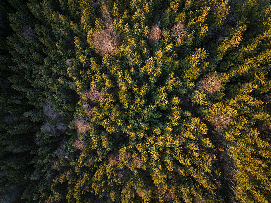 Aerial of forest landscape near Nucsoara, Arges County, Muntenia, Romania, Europe