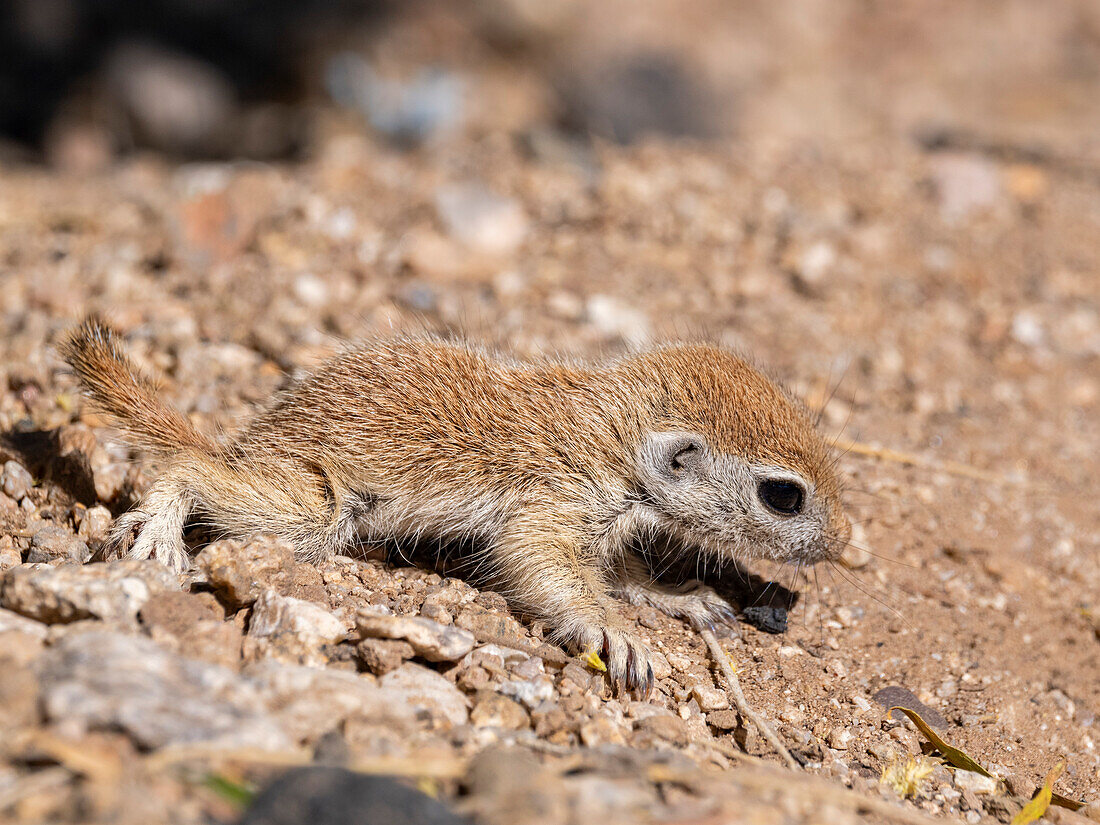 Rundschwanz-Erdhörnchen (Xerospermophilus tereticaudus), Brandi Fenton Park, Tucson, Arizona, Vereinigte Staaten von Amerika, Nordamerika