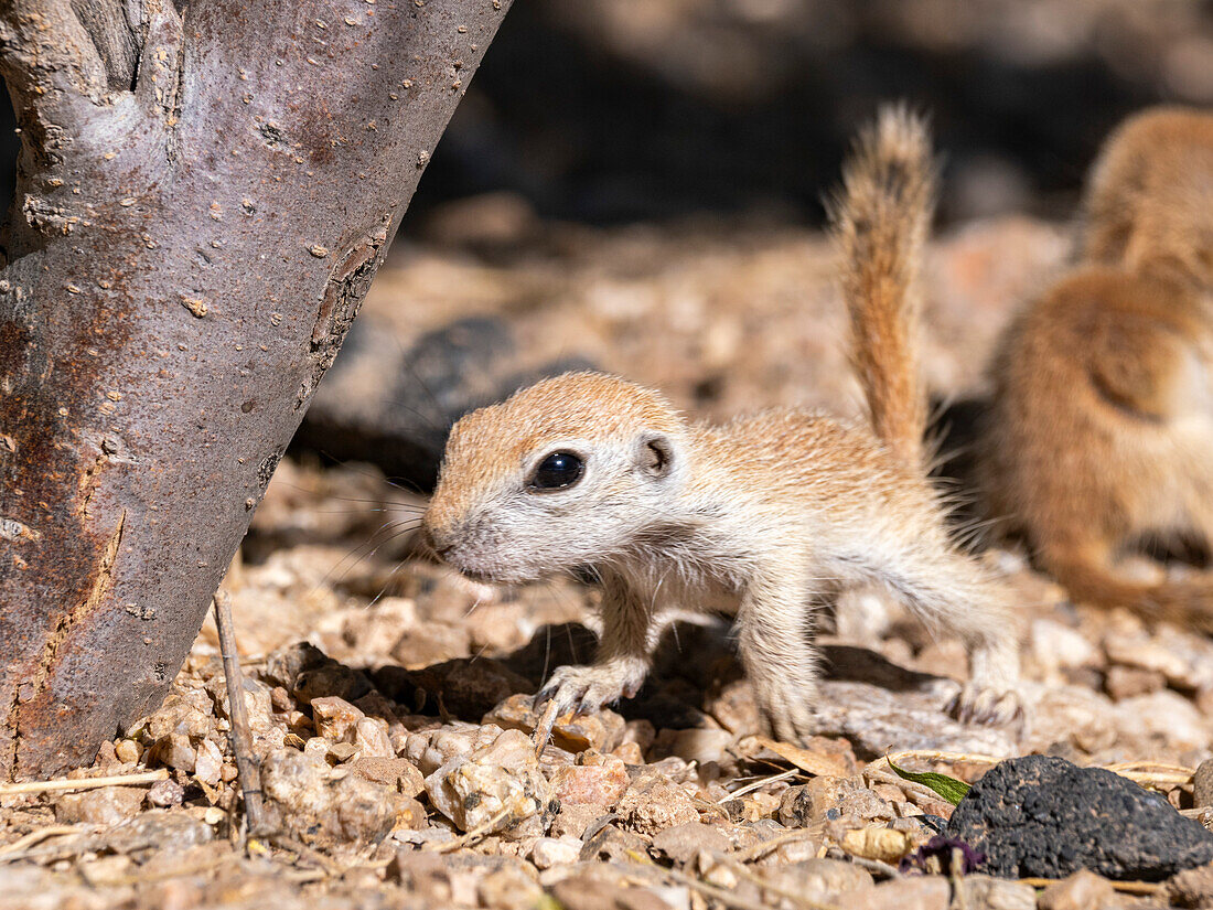 Rundschwanz-Erdhörnchen (Xerospermophilus tereticaudus), Brandi Fenton Park, Tucson, Arizona, Vereinigte Staaten von Amerika, Nordamerika