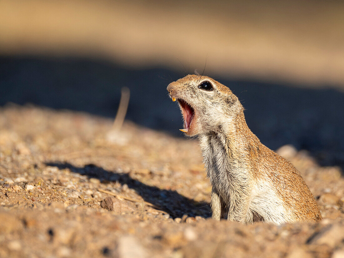 Rundschwanz-Erdhörnchen (Xerospermophilus tereticaudus), Brandi Fenton Park, Tucson, Arizona, Vereinigte Staaten von Amerika, Nordamerika