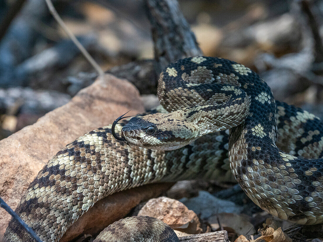 An adult Eastern black-tailed rattlesnake (Crotalus ornatus), Big Bend National Park, Texas, United States of America, North America