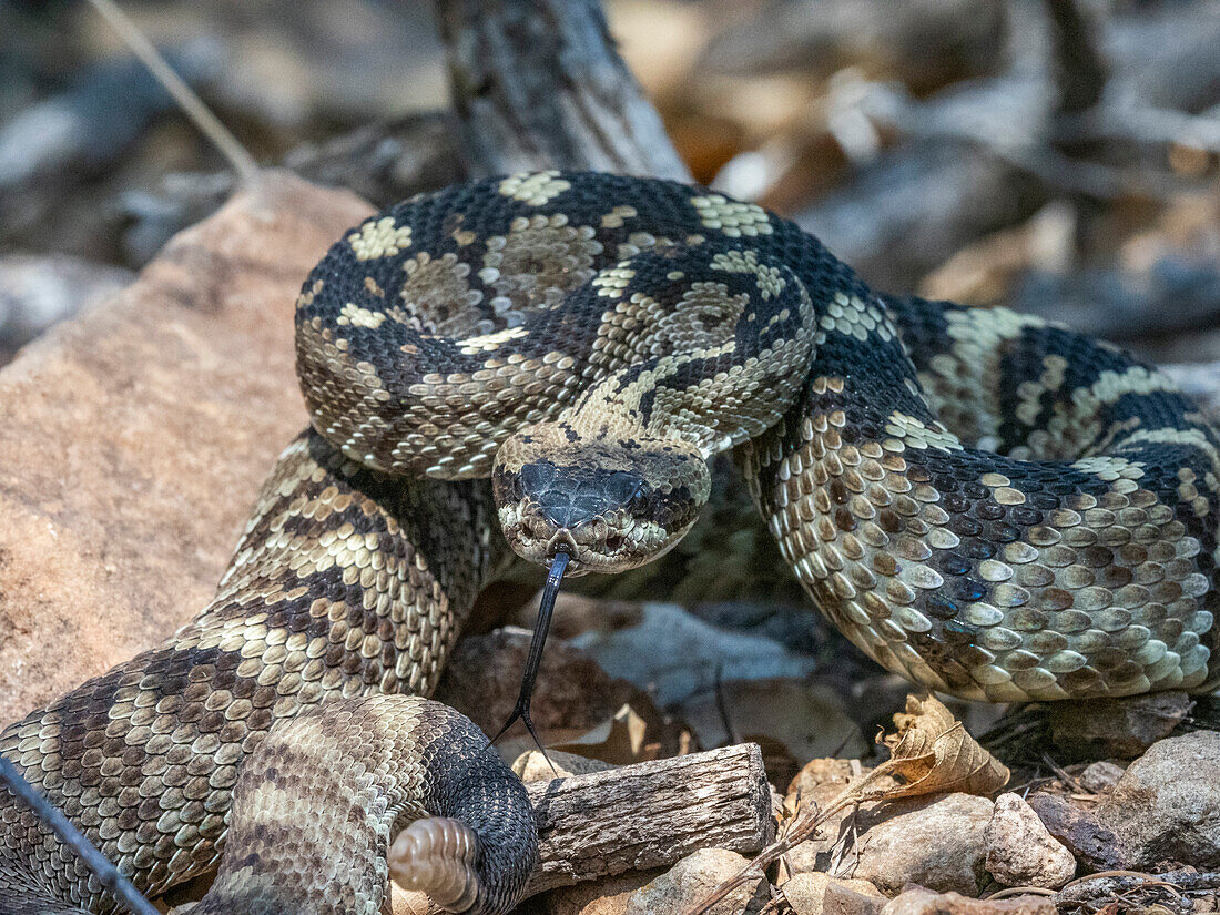 Eine ausgewachsene Östliche Schwarzschwanz-Klapperschlange (Crotalus ornatus), Big Bend National Park, Texas, Vereinigte Staaten von Amerika, Nordamerika