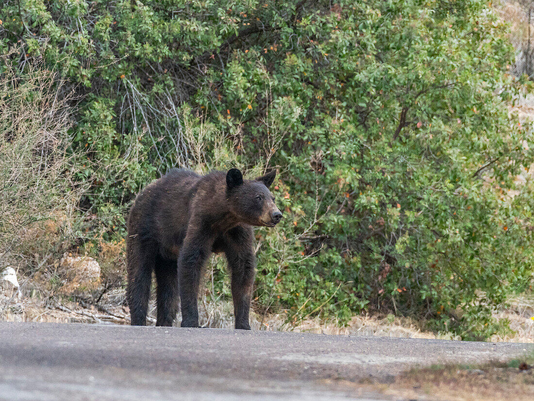 Ein erwachsener weiblicher Amerikanischer Schwarzbär (Ursus americanus), Big Bend National Park, Texas, Vereinigte Staaten von Amerika, Nordamerika