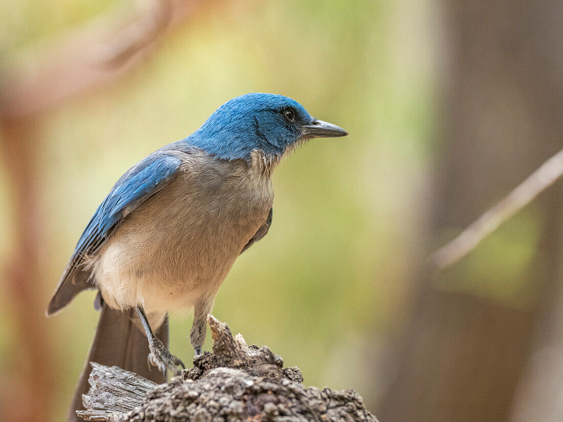 An adult Mexican jay (Aphelocoma wollweberi), Big Bend National Park, Texas, United States of America, North America