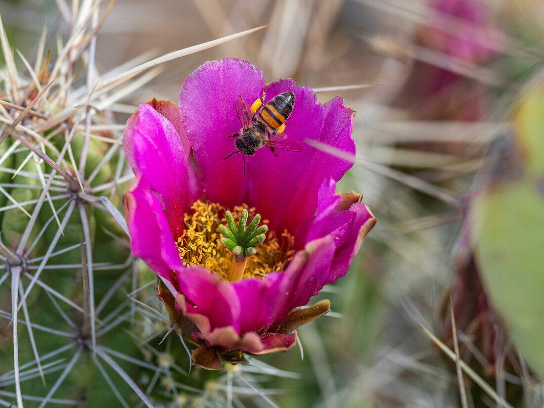 A western honey bee (Apis mellifera), on a strawberry cactus (Echinocereus enneacanthus), Big Bend National Park, Texas, United States of America, North America