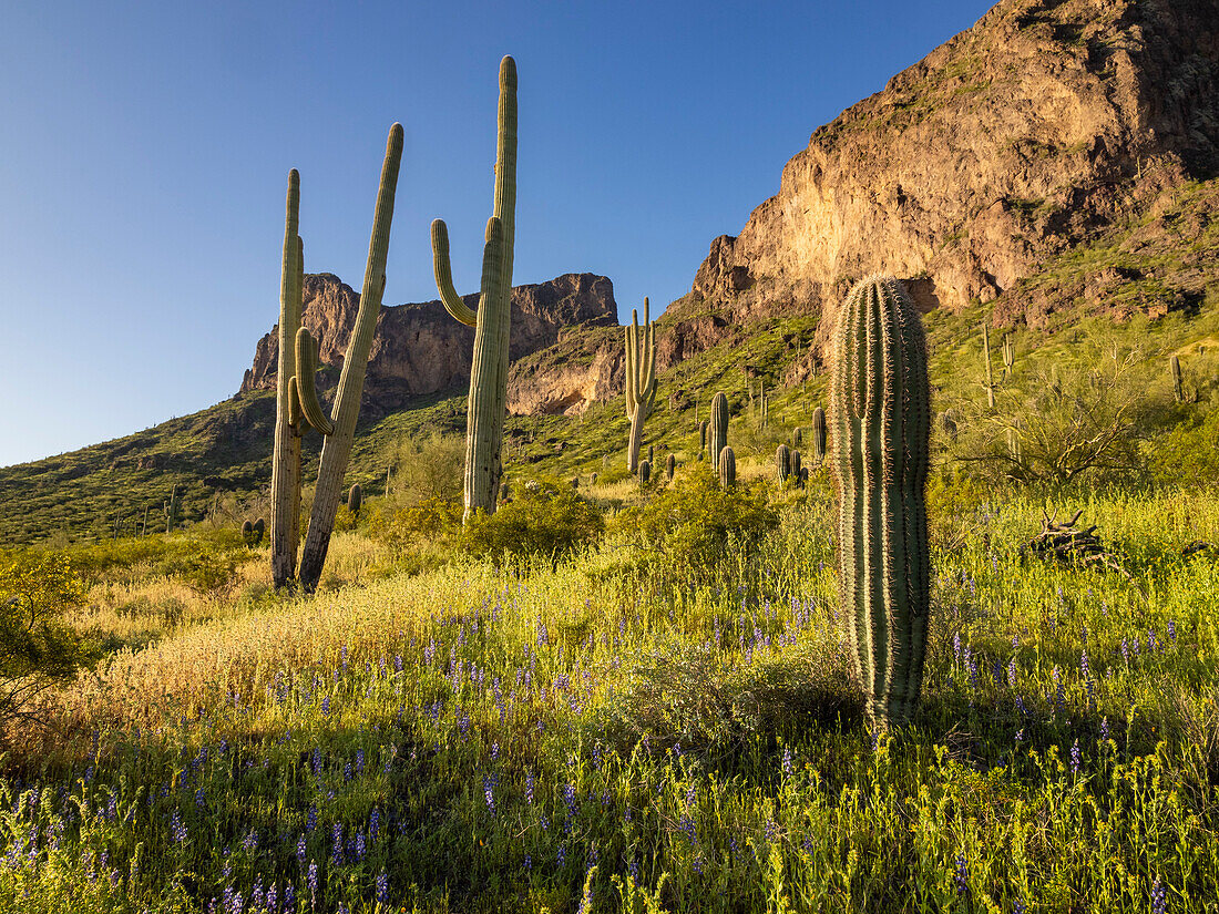 Saguaro-Kakteen (Carnegiea gigantea) säumen das Land um den Picacho Peak, Picacho Peak State Park, Arizona, Vereinigte Staaten von Amerika, Nordamerika