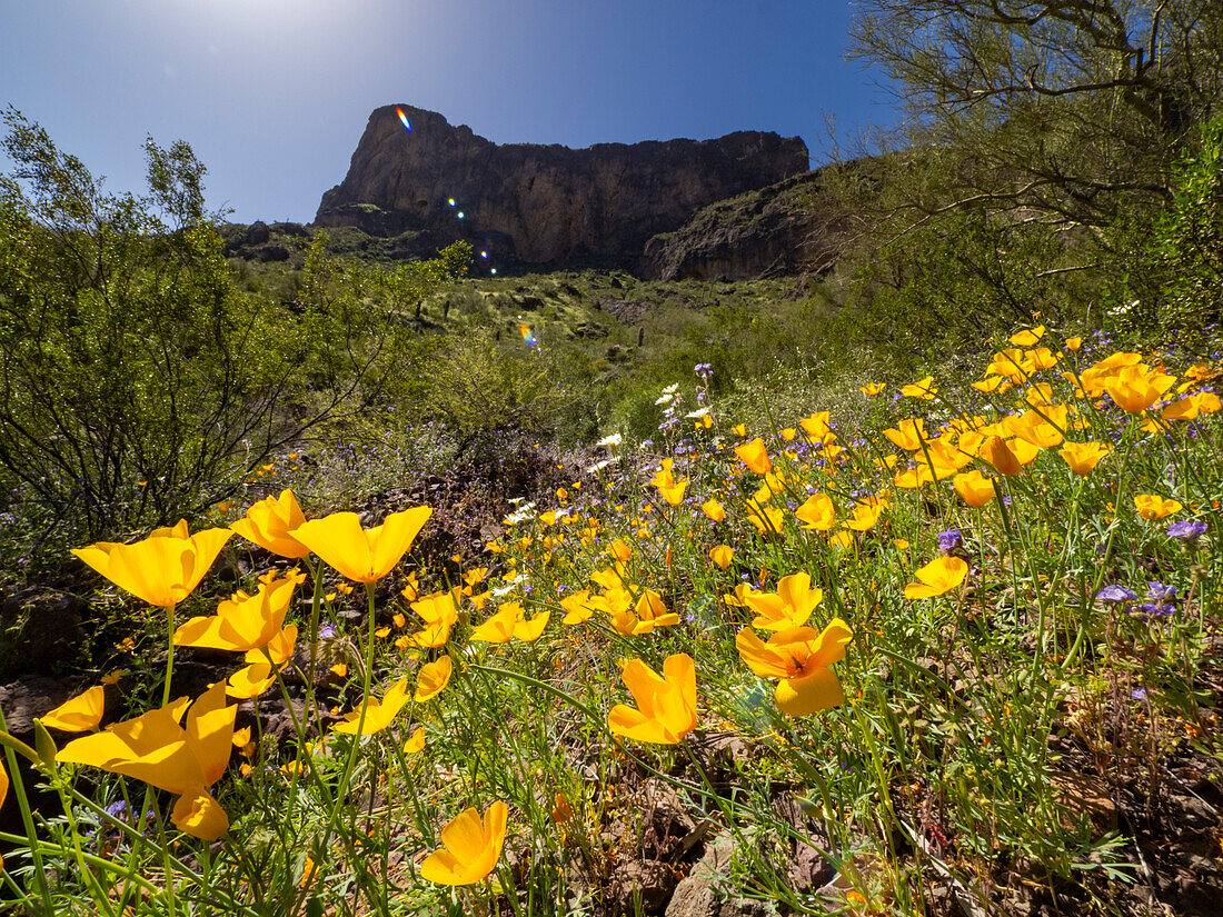 Wildblumen in Blüte nach einer besonders guten Regenzeit im Picacho Peak State Park, Arizona, Vereinigte Staaten von Amerika, Nordamerika