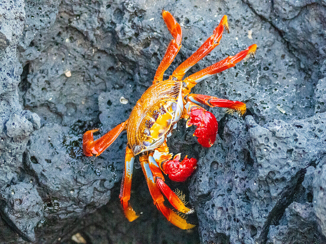 An adult Sally lightfoot crab (Grapsus grapsus), in Baltra, Bacha Beach on Santa Cruz Island, Galapagos, UNESCO World Heritage Site, Ecuador, South America