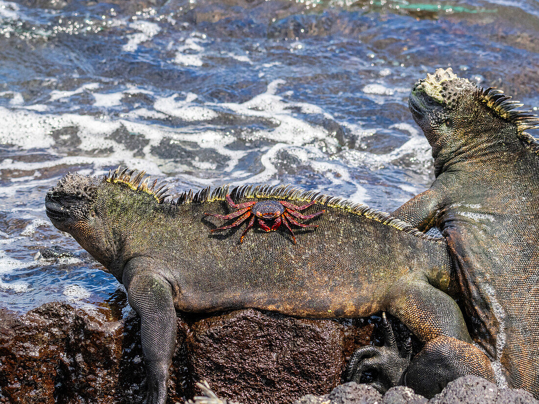 Eine ausgewachsene Sally-Leichtfußkrabbe (Grapsus grapsus), auf einem Meeresleguan auf der Insel Fernandina, Galapagos, UNESCO-Welterbe, Ecuador, Südamerika