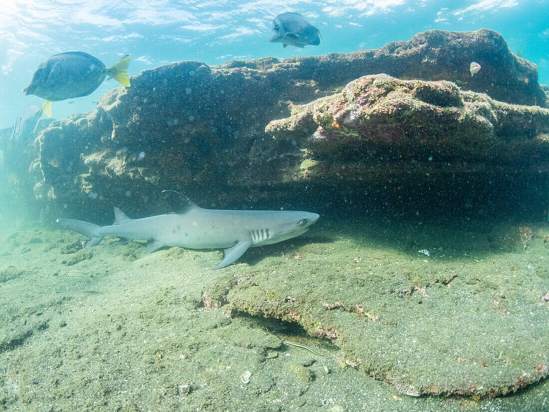 Ausgewachsener Weißspitzen-Riffhai (Triaenodon obesus) unter einem Felsvorsprung in Puerto Egas, Insel Santiago, Galapagos-Inseln, UNESCO-Weltnaturerbe, Ecuador, Südamerika