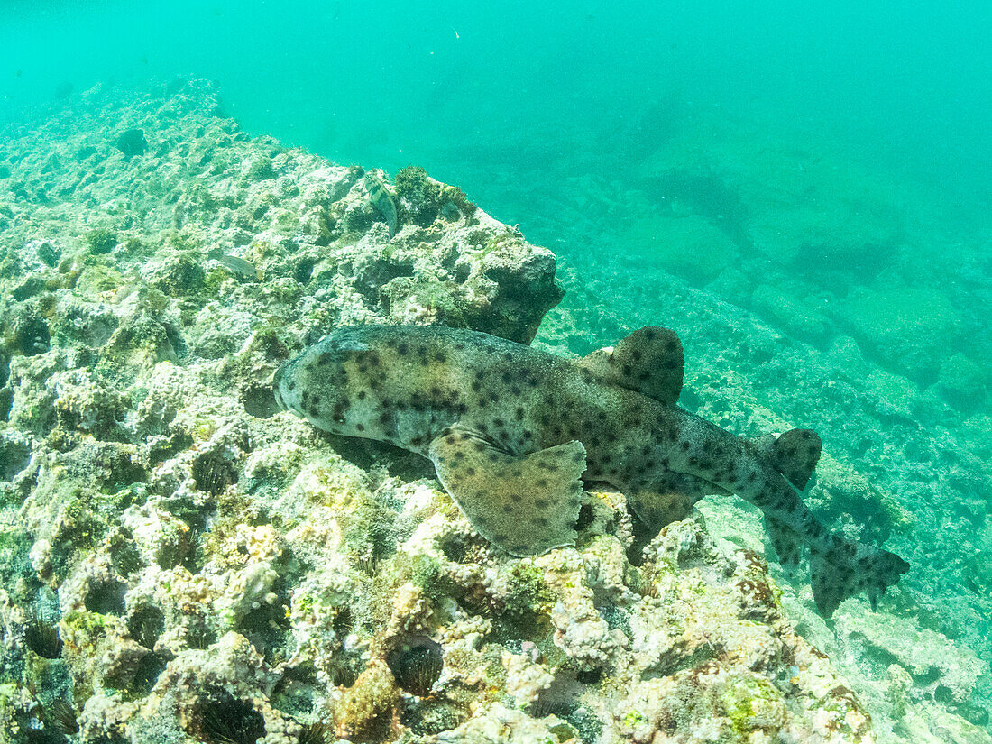 Ein ausgewachsener Galapagos-Stierkopfhai (Heterodontus quoyi), Buccaneer Cove, Insel Santiago, Galapagos-Inseln, UNESCO-Welterbe, Ecuador, Südamerika