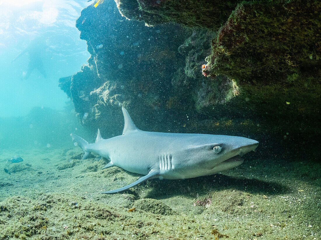 Adult whitetip reef shark (Triaenodon obesus) under a ledge in Puerto Egas, Santiago Island, Galapagos Islands, UNESCO World Heritage Site, Ecuador, South America