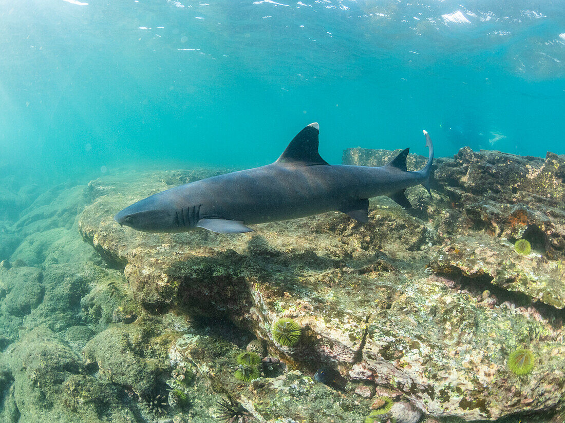 Ausgewachsener Weißspitzen-Riffhai (Triaenodon obesus) beim Schwimmen in Puerto Egas, Insel Santiago, Galapagos-Inseln, UNESCO-Weltnaturerbe, Ecuador, Südamerika