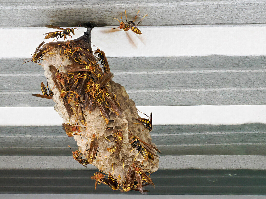 An invasive paper wasp colony growing at the Granja Integral Ochoa hydroponics farm, Santa Cruz Island, Galapagos Islands, UNESCO World Heritage Site, Ecuador, South America