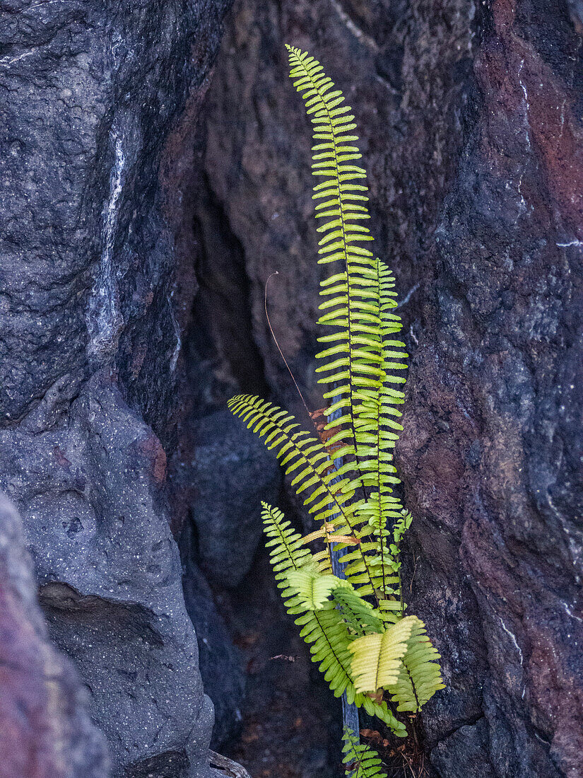 Neues Leben in der Pahoehoe-Lava auf der jüngsten Insel der Galapagos-Inseln, Fernandina Island, Galapagos-Inseln, UNESCO-Welterbe, Ecuador, Südamerika