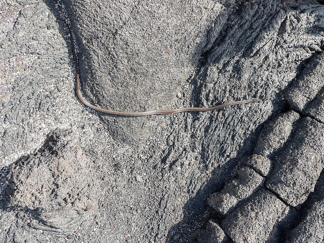 Ein erwachsener Galapagos-Rennläufer (Pseudalsophis biserialis) auf Pahoehoe-Lava auf der Insel Fernandina, Galapagos-Inseln, UNESCO-Welterbe, Ecuador, Südamerika