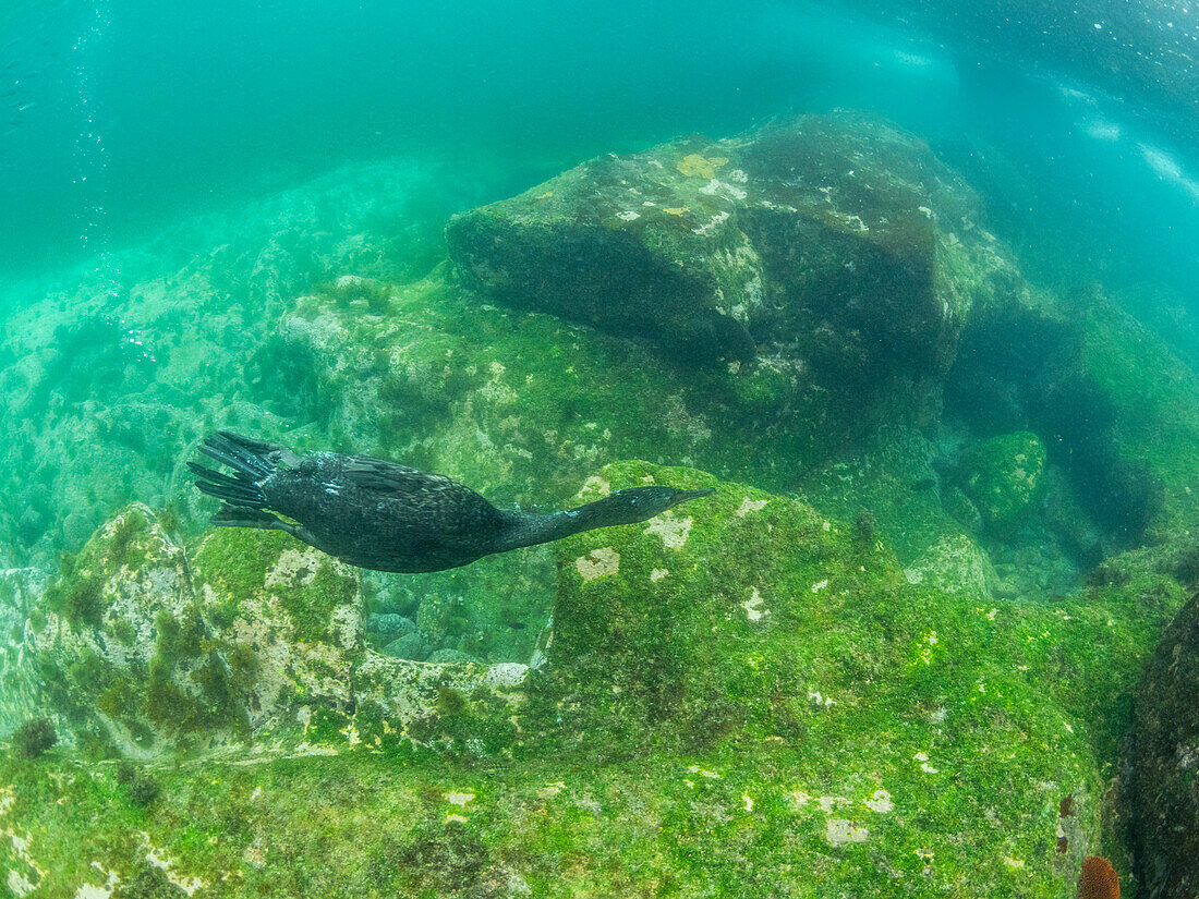 Adult flightless cormorant (Nannopterum harris), underwater at Fernandina Island, Galapagos Islands, UNESCO World Heritage Site, Ecuador, South America