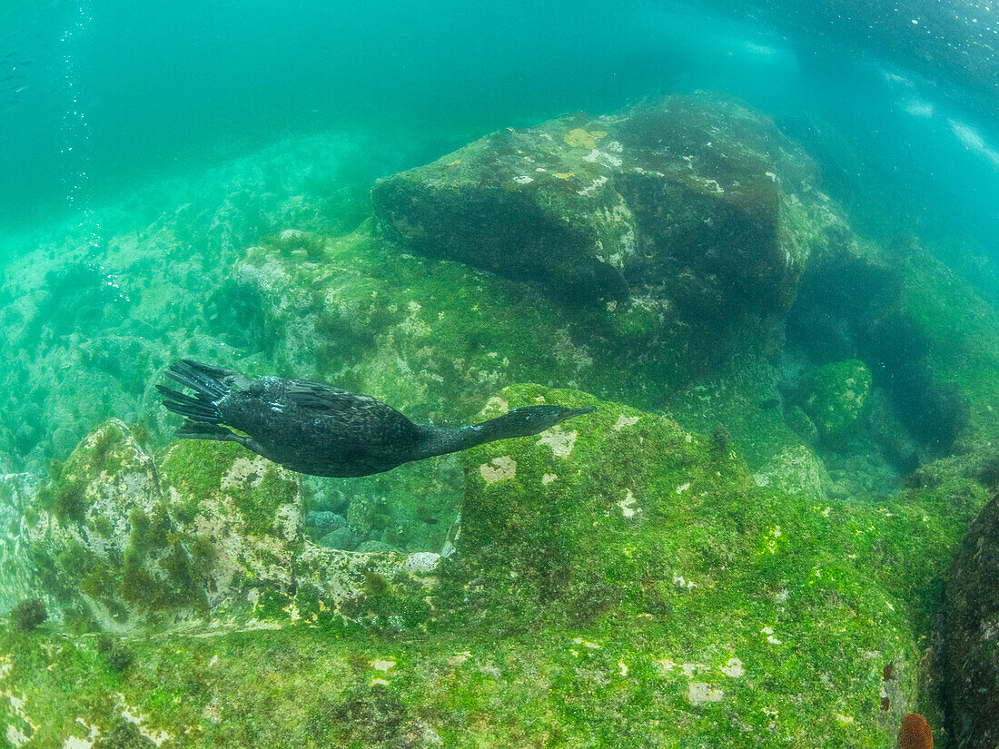 Erwachsener flugunfähiger Kormoran (Nannopterum harris), unter Wasser auf der Insel Fernandina, Galapagos-Inseln, UNESCO-Welterbe, Ecuador, Südamerika