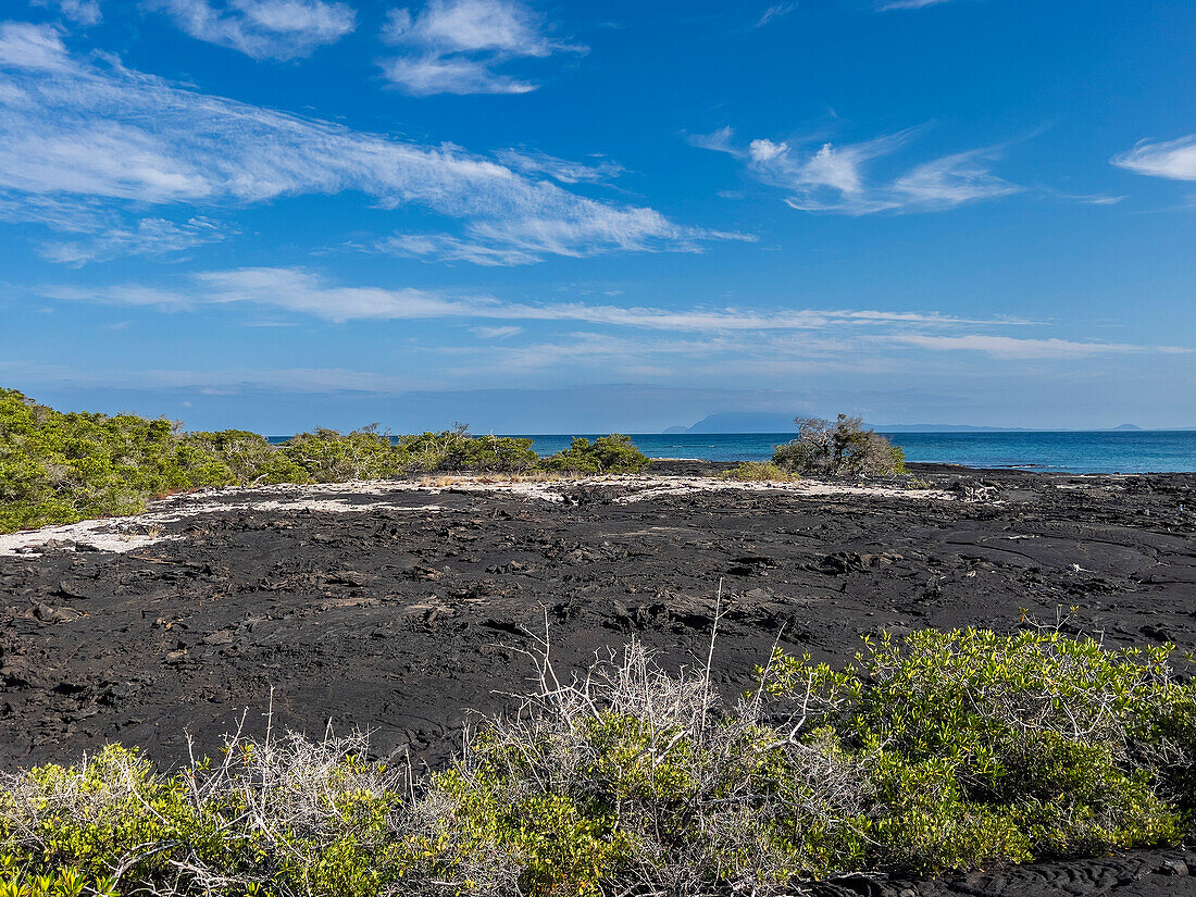 Pahoehoe-Lava auf der jüngsten Insel der Galapagos-Inseln, Fernandina Island, Galapagos-Inseln, UNESCO-Weltnaturerbe, Ecuador, Südamerika