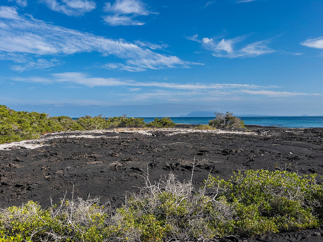 Pahoehoe lava on the youngest island in the Galapagos, Fernandina Island, Galapagos Islands, UNESCO World Heritage Site, Ecuador, South America