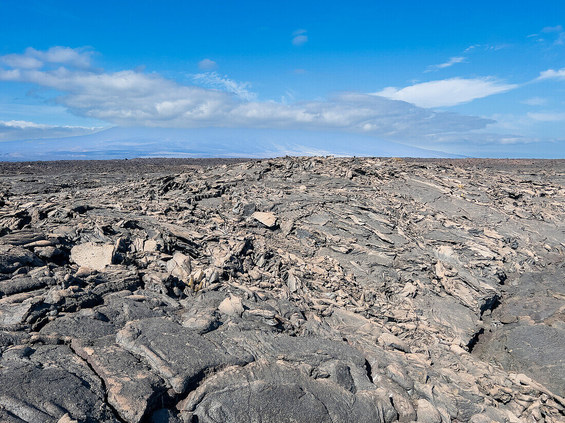 Pahoehoe lava on the youngest island in the Galapagos, Fernandina Island, Galapagos Islands, UNESCO World Heritage Site, Ecuador, South America