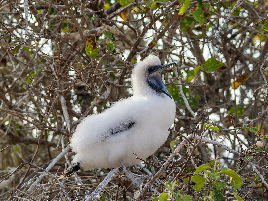 A red-footed booby (Sula sula) chick in a tree at Punta Pitt, San Cristobal Island, Galapagos Islands, UNESCO World Heritage Site, Ecuador, South America