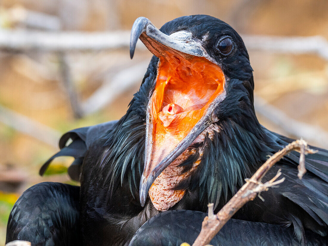 Ausgewachsener männlicher Fregattvogel (Fregata minor), auf dem Nest auf North Seymour Island, Galapagos-Inseln, UNESCO-Welterbe, Ecuador, Südamerika