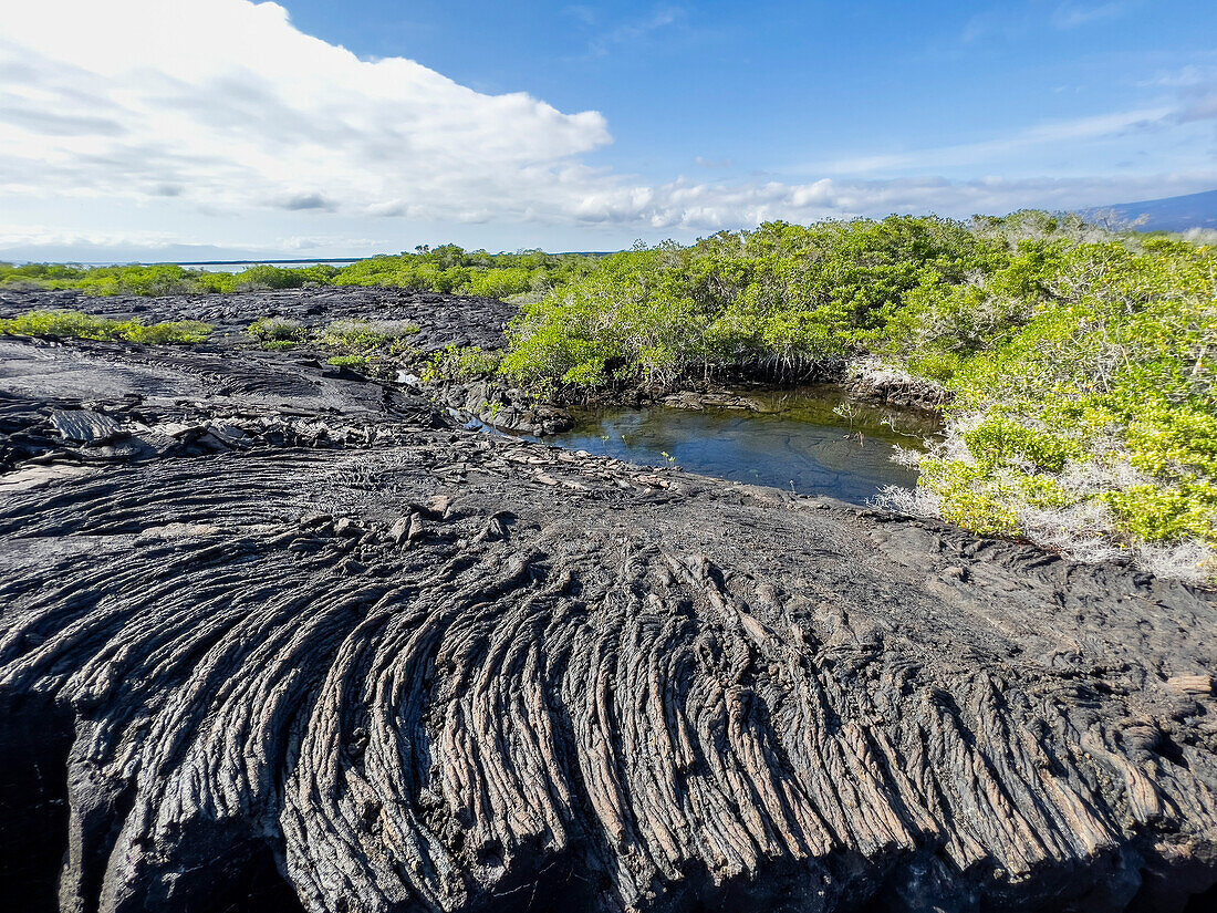 Pahoehoe-Lava auf der jüngsten Insel der Galapagos-Inseln, Fernandina Island, Galapagos-Inseln, UNESCO-Weltnaturerbe, Ecuador, Südamerika