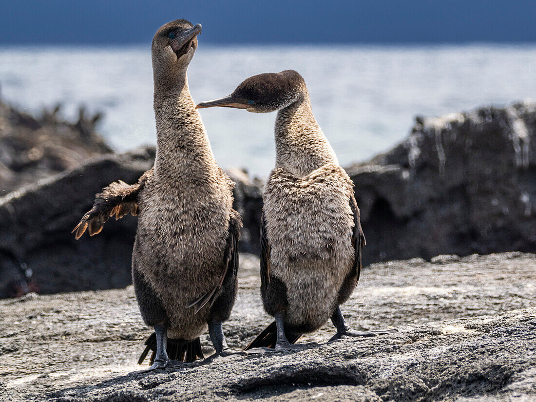 Adult pair of courting flightless cormorants (Nannopterum harris), Fernandina Island, Galapagos Islands, UNESCO World Heritage Site, Ecuador, South America