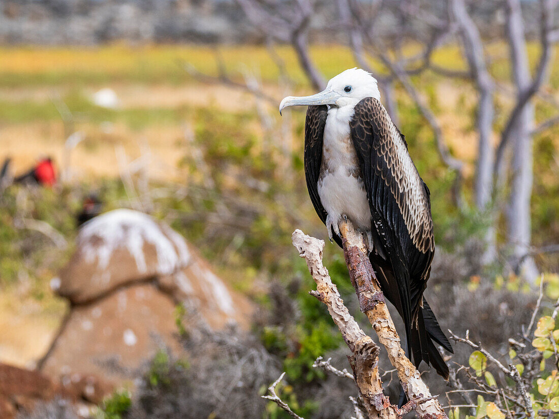 Junger Fregattvogel (Fregata minor), auf einem Baum auf der Nordseeinsel Seymour, Galapagos-Inseln, UNESCO-Welterbe, Ecuador, Südamerika
