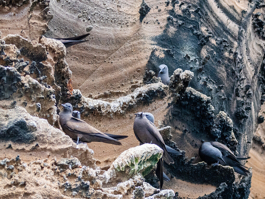 Adult brown noddies (Anous stolidus), on rocky outcropping on Isabela Island, Galapagos Islands, UNESCO World Heritage Site, Ecuador, South America
