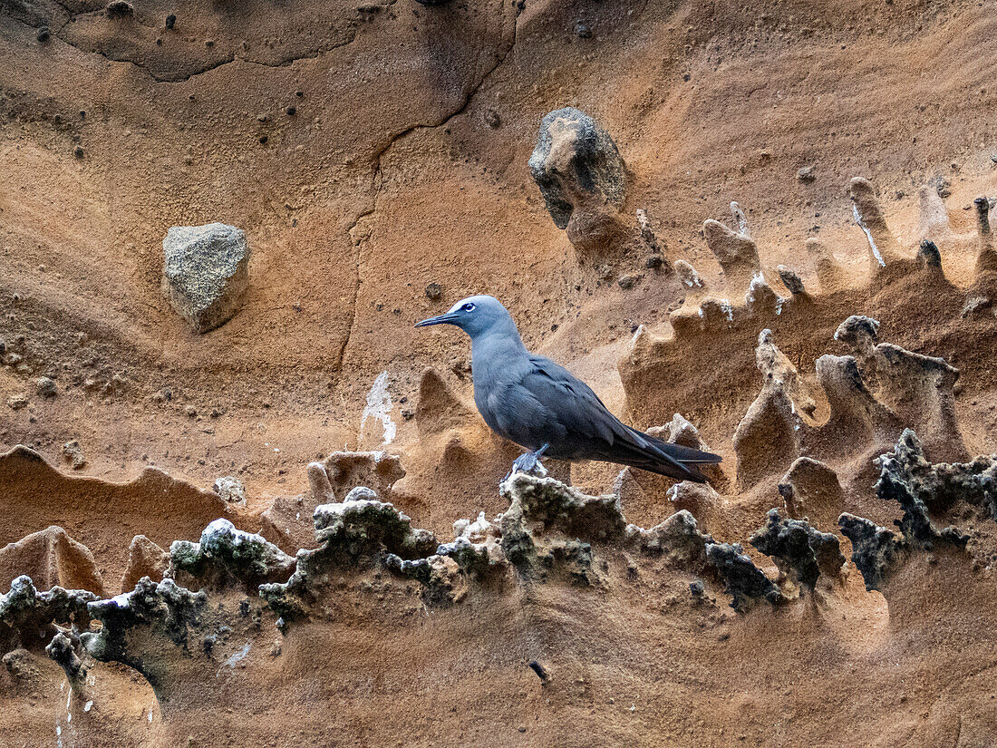 Erwachsener Brauner Noddy (Anous stolidus), auf einem Felsvorsprung auf der Insel Isabela, Galapagos-Inseln, UNESCO-Welterbe, Ecuador, Südamerika