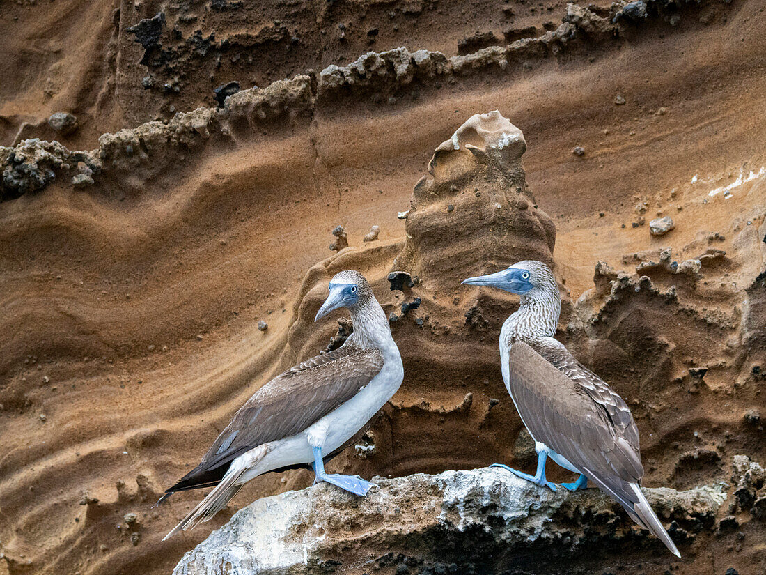 Adult blue-footed boobies (Sula nebouxii) on rocky outcropping on Isabela Island, Galapagos Islands, UNESCO World Heritage Site, Ecuador, South America