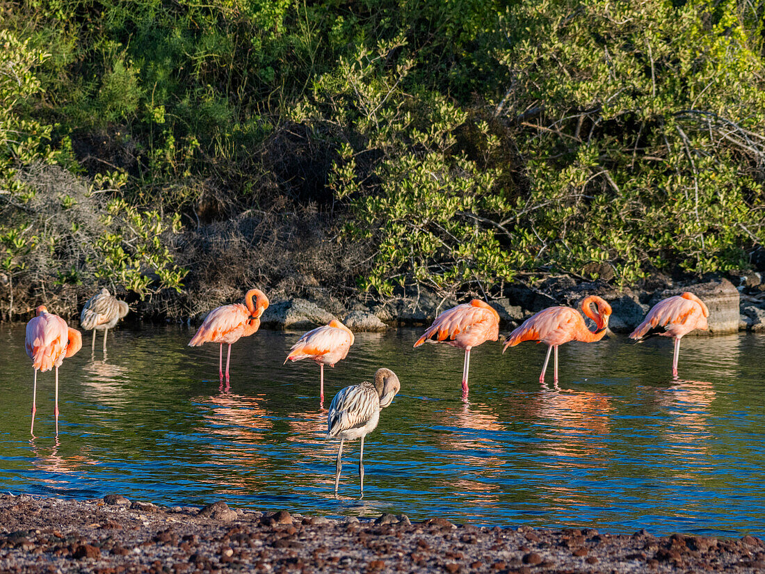 A flock of American flamingo (Phoenicopterus ruber) feeding on artesmia shrimp, Rabida Island, Galapagos Islands, UNESCO World Heritage Site, Ecuador, South America