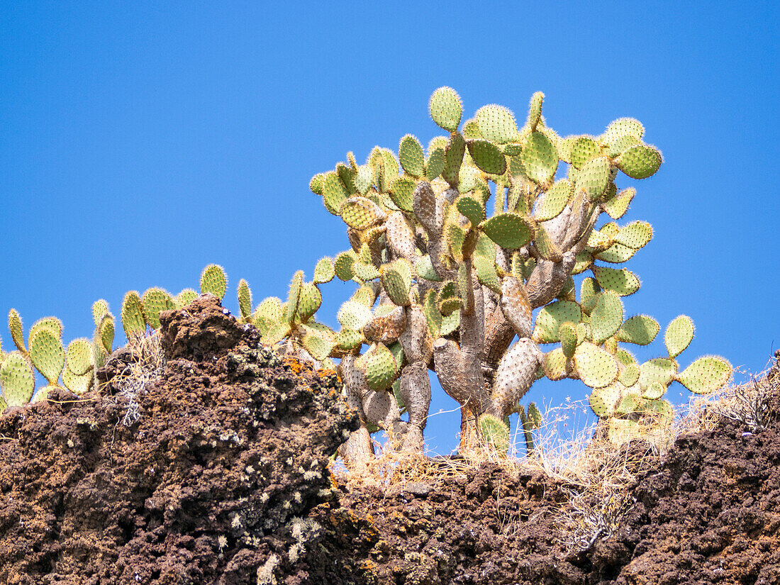 Opuntia Cactus (Opuntia galapageia), Buccaneer Cove, Santiago Island, Galapagos Islands, UNESCO World Heritage Site, Ecuador, South America