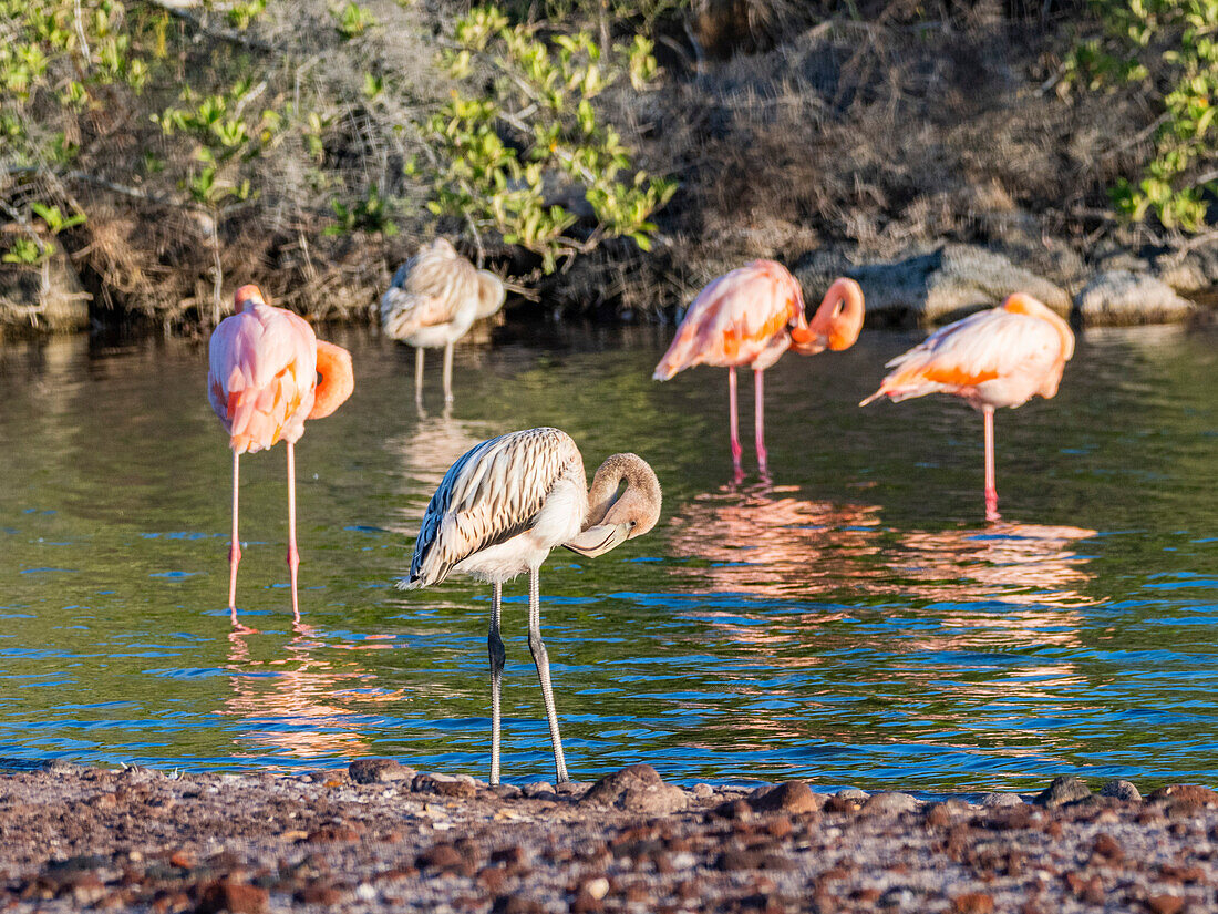 A flock of American flamingo (Phoenicopterus ruber), feeding on artesmia shrimp, Rabida Island, Galapagos Islands, UNESCO World Heritage Site, Ecuador, South America
